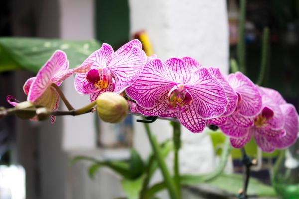 Best Living Room Indoor Plants - Moth orchids (Phalaenopsis spp.)