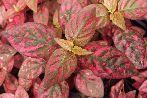 Best Living Room Indoor Plants - Polka dot plant (Hypoestes phyllostachya)