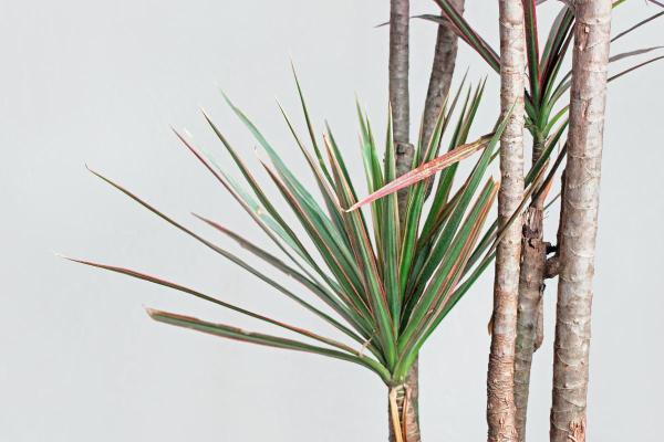 Best Living Room Indoor Plants - Song of India (Dracaena marginata)