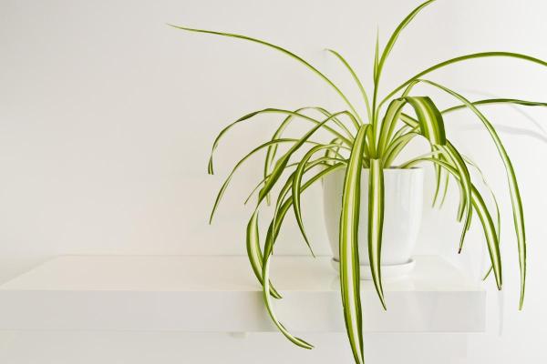 Best Living Room Indoor Plants - Spider plant (Chlorophytum comosum)