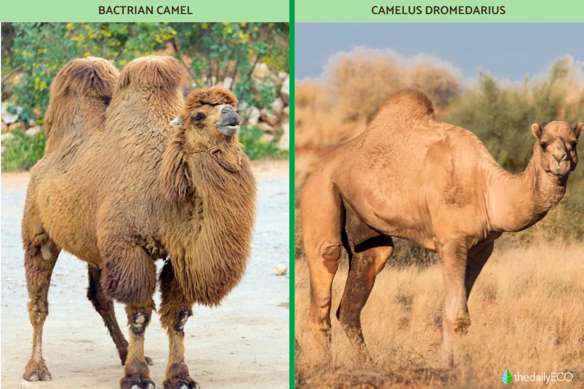 Camel vs. Dromedary - A Complete Guide to Key Differences