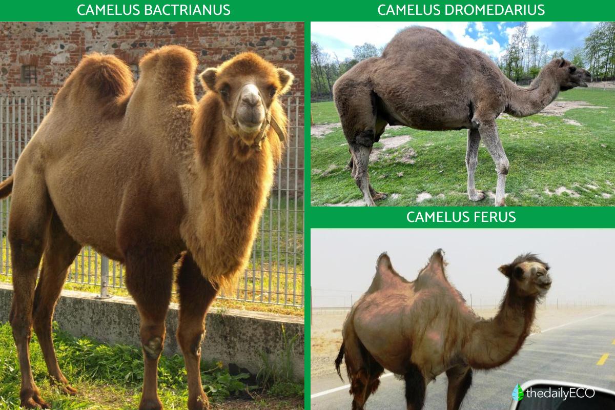 Camel vs. Dromedary - A Complete Guide to Key Differences