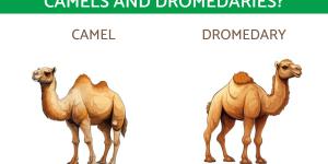 What Is the Difference between Camels and Dromedaries?