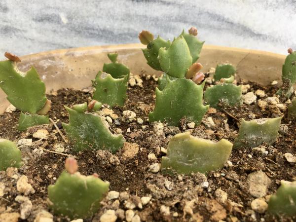 How to Propagate a Christmas Cactus - How do you multiply Christmas cactus?