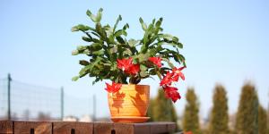 How to Propagate a Christmas Cactus