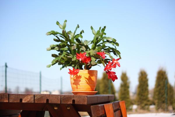 How to Propagate a Christmas Cactus