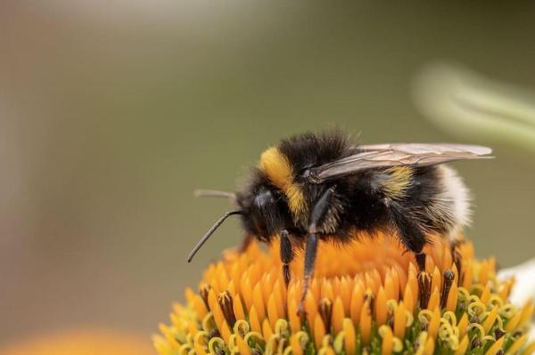 What Animals Pollinate? - Pollinators Examples - Buff-tailed bumblebee (Bombus terrestris)