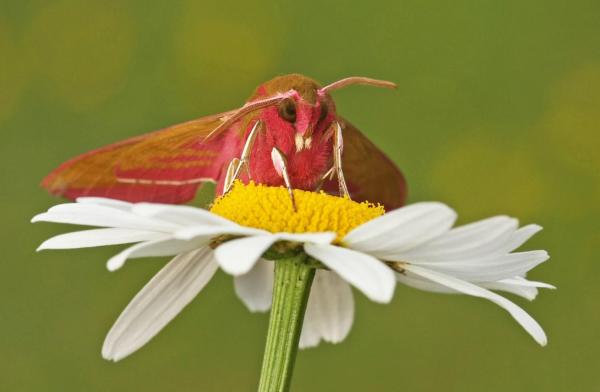 What Animals Pollinate? - Pollinators Examples - Elephant hawk moth (Deilephila elpenor)