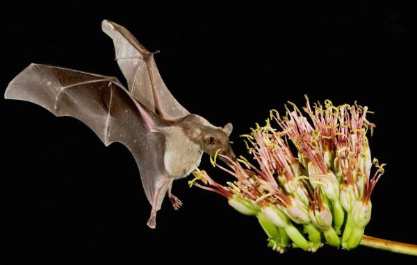 What Animals Pollinate? - Pollinators Examples - Greater long-nosed bat (Leptonycteris nivalis)