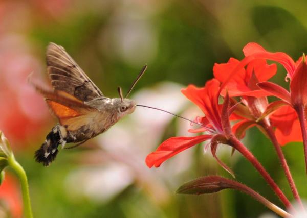 What Animals Pollinate? - Pollinators Examples - Hummingbird hawk-moth (Macroglossum stellatarum)