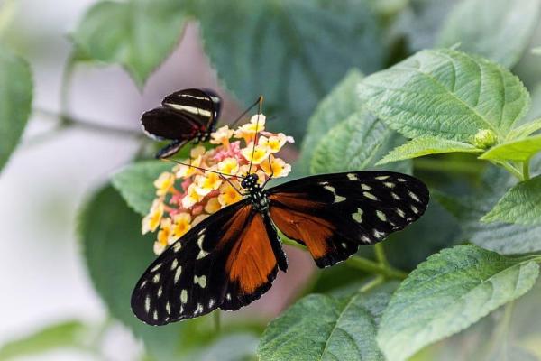 What Animals Pollinate? - Pollinators Examples - Longwings (Heliconius spp.)