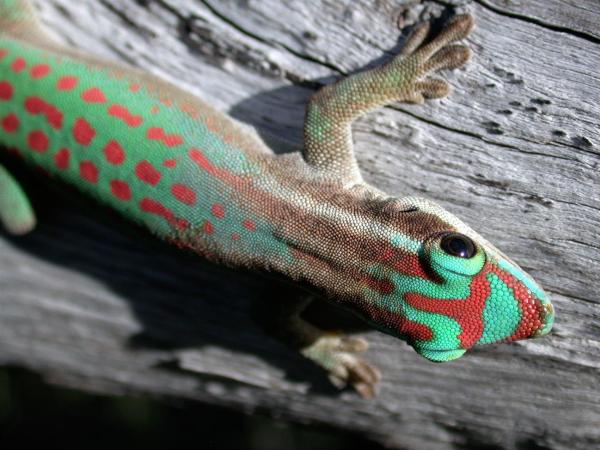 What Animals Pollinate? - Pollinators Examples - Mauritius ornate day gecko (Phelsuma ornata)