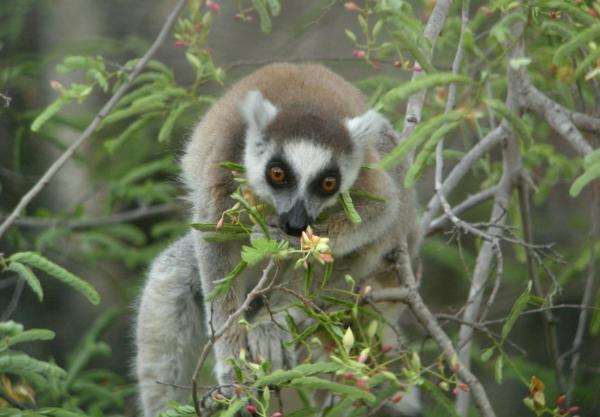 What Animals Pollinate? - Pollinators Examples - Ring-tailed lemur (Lemur catta)