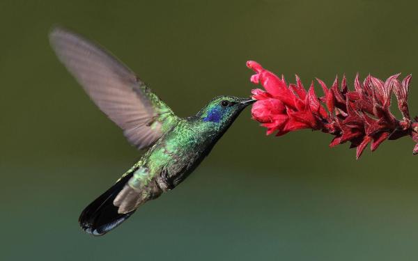 What Animals Pollinate? - Pollinators Examples - Violetears (Colibri spp.)