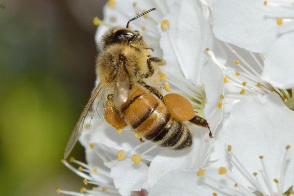 What Animals Pollinate? - Pollinators Examples - Western honey bee (Apis mellifera)