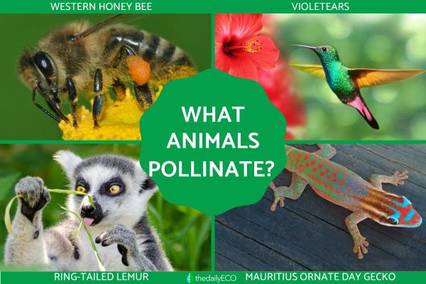 What Animals Pollinate? - Pollinators Examples