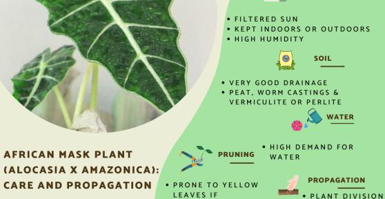 African Mask Plant (Alocasia x Amazonica) Care Guide