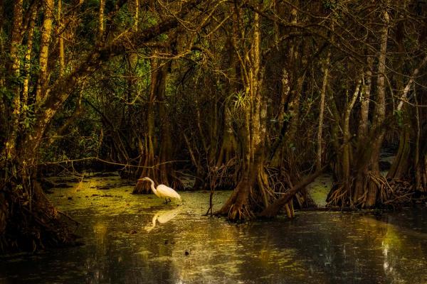 What Are Swamps? - Definition and Types - Characteristics of a swamp