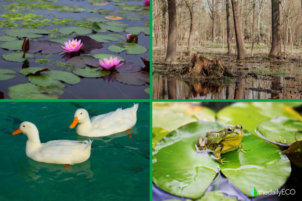 What Are Swamps? Definition, Characteristics and Types