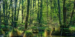 What Are Swamps? - Definition and Types