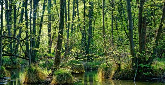 What Are Swamps? - Definition and Types