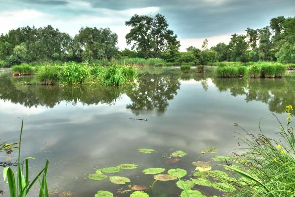 What Are Swamps? - Definition and Types - What is a swamp