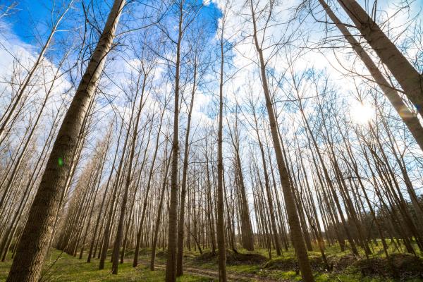 What Are Artificial Forests? - Characteristics of artificial forests