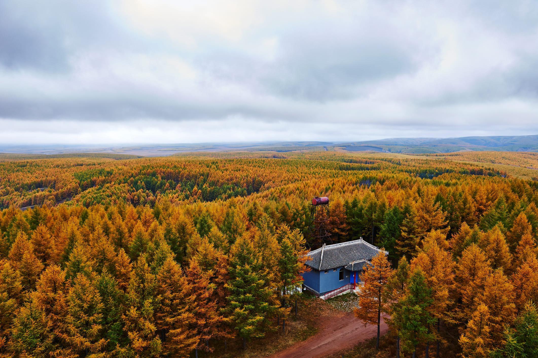 Artificial Forests Definition, Characteristics, Importance and Flora