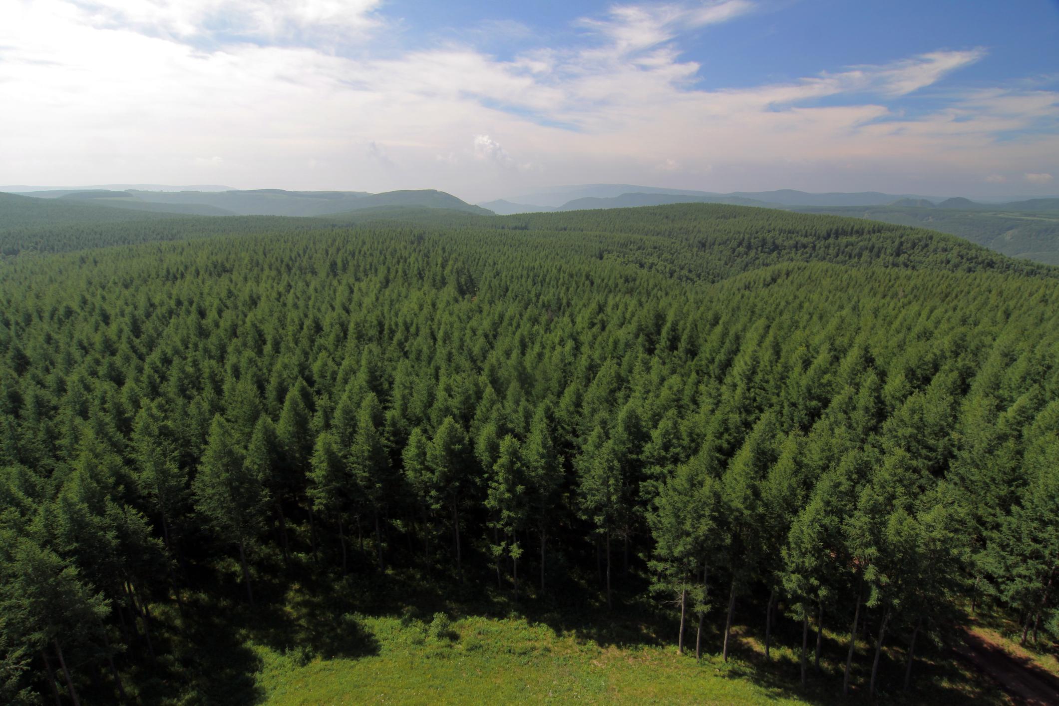 Artificial Forests Definition, Characteristics, Importance and Flora