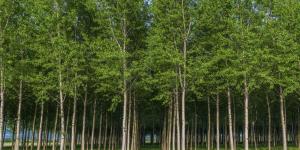 What Are Artificial Forests?