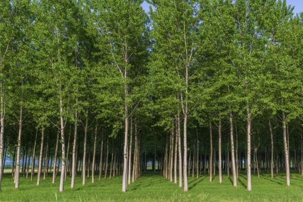 What Are Artificial Forests?