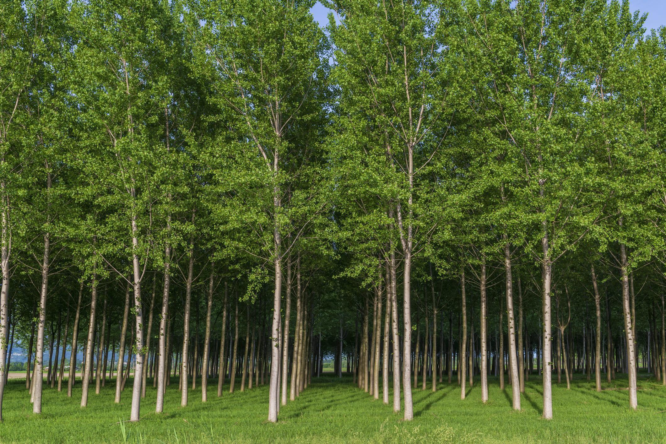 Artificial Forests Definition, Characteristics, Importance and Flora