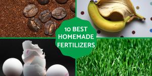 Best Homemade Organic Fertilizers for the Garden