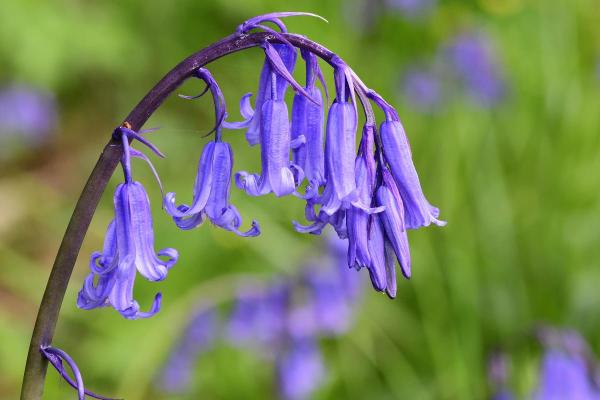 Flowers That Bloom in April - Bluebell (Hyacinthoides non-scripta)