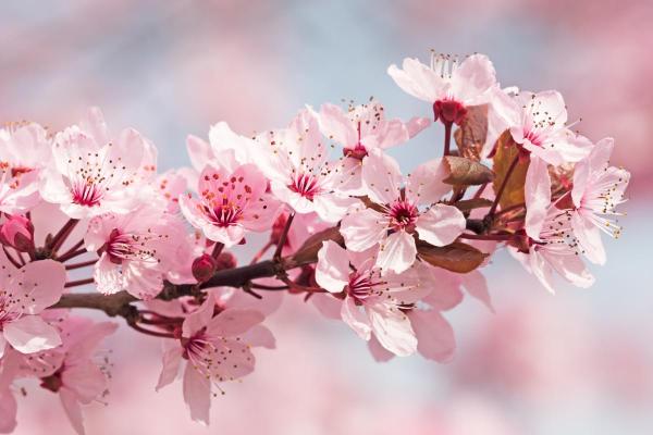 Flowers That Bloom in April - Cherry blossom tree (Prunus spp.)