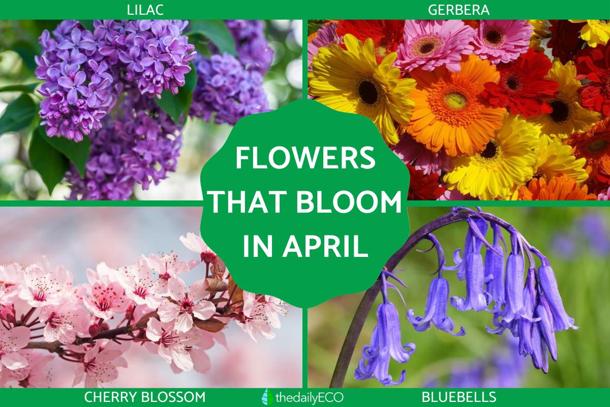 Flowers That Bloom in April