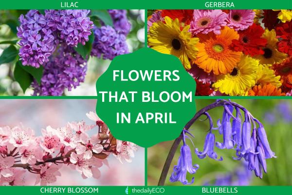 Flowers That Bloom in April
