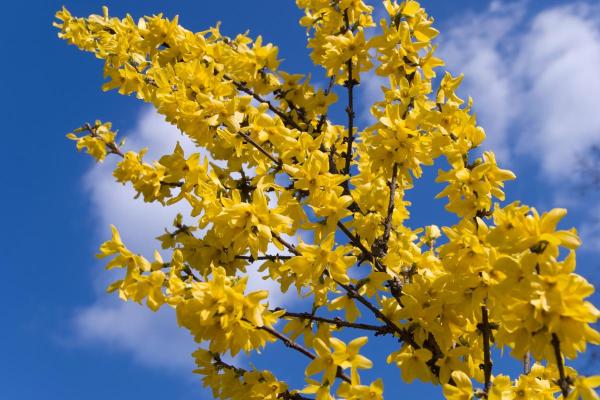 Flowers That Bloom in April - Forsythia (Forsythia spp.)