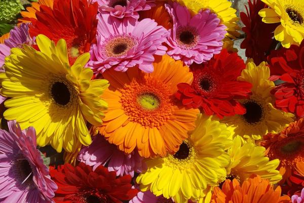 Flowers That Bloom in April - Gerbera (Gerbera spp.)