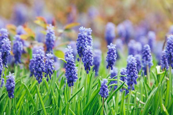 Flowers That Bloom in April - Grape hyacinth (Muscari spp.)