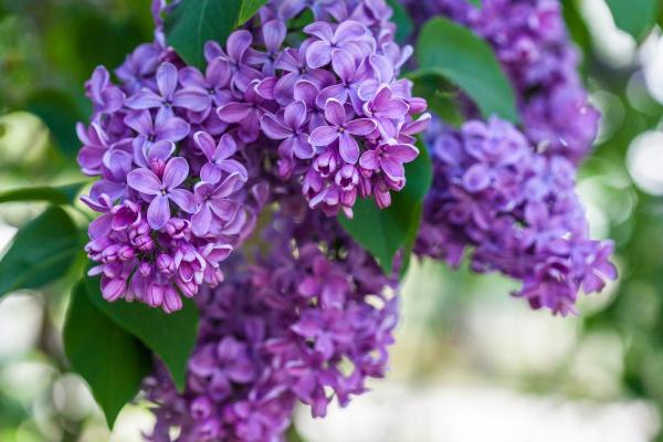 Flowers That Bloom in April - Lilac (Syringa vulgaris)
