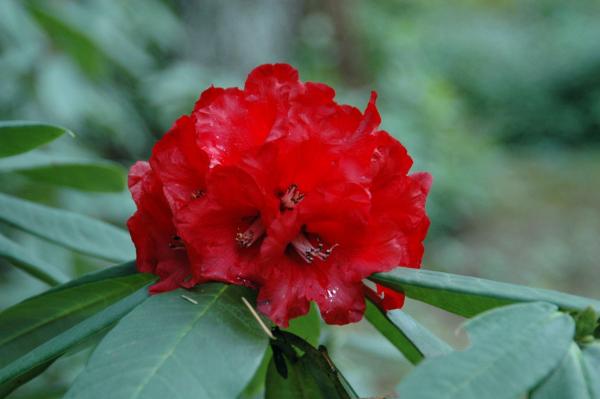 Flowers That Bloom in April - Rhododendron (Rhododendron spp.)