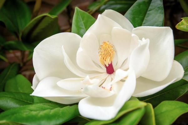 Flowers That Bloom in April - Southern magnolia (Magnolia grandiflora)