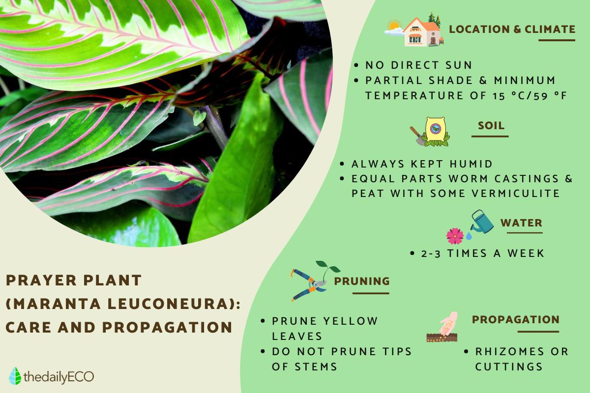 neon queen pothos 4