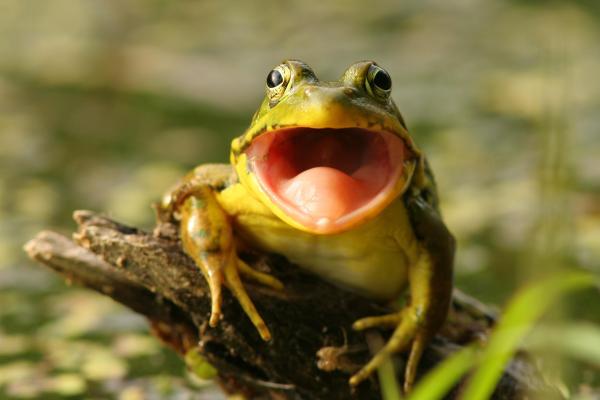 Do Frogs Have Teeth?