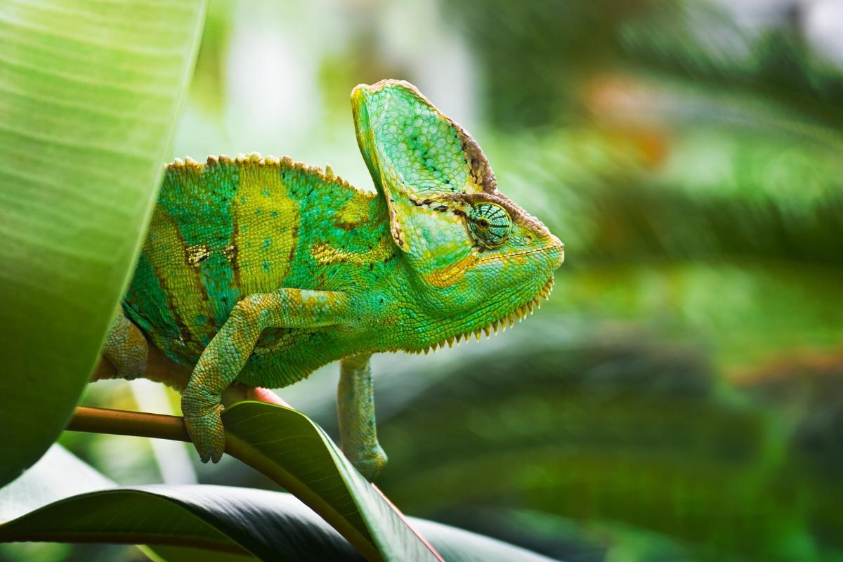 What Causes Chameleons to Change Color?