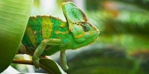 What Causes Chameleons to Change Color?