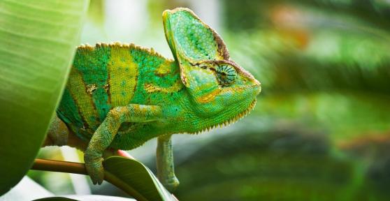 What Causes Chameleons to Change Color?
