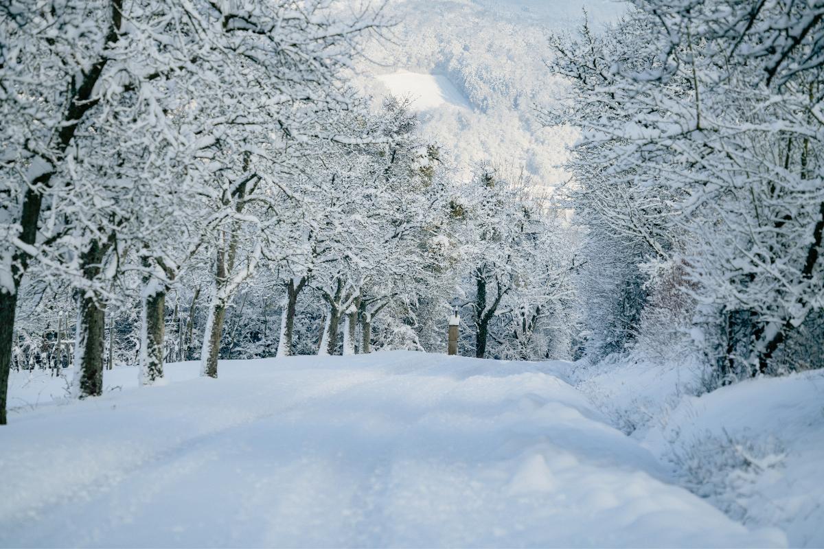 What Is Frost and How Is It Different From Freeze?