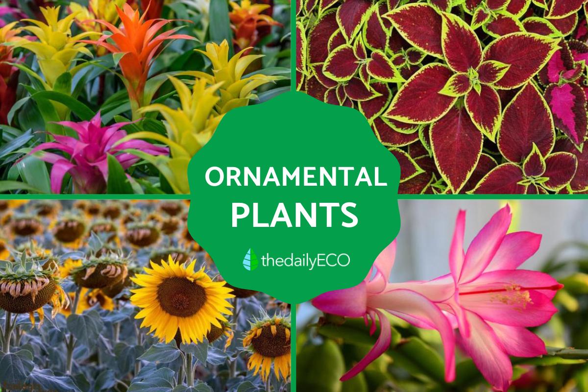 Ornamental Plants Pictures With Names